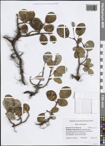 Salix reticulata L., Siberia, Baikal & Transbaikal region (S4) (Russia)