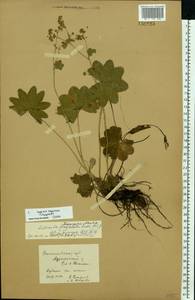 Alchemilla conglobata H. Lindb., Eastern Europe, Volga-Kama region (E7) (Russia)