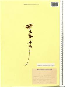 Hypericum nummularioides Trautv., Caucasus, Krasnodar Krai & Adygea (K1a) (Russia)
