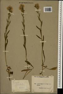 Erigeron acris subsp. acris, Caucasus, Armenia (K5) (Armenia)