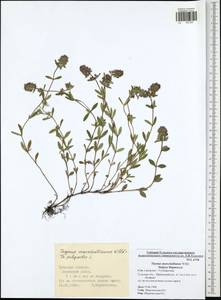 Thymus pannonicus All., Eastern Europe, Central region (E4) (Russia)