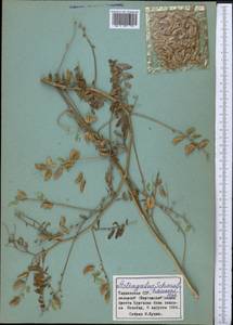 Astragalus schmalhausenii Bunge, Middle Asia, Pamir & Pamiro-Alai (M2) (Tajikistan)
