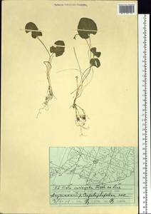 Viola variegata Fisch. ex Link, Siberia, Russian Far East (S6) (Russia)