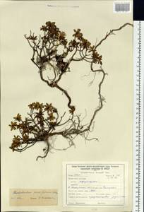 Rhododendron parvifolium Adams, Siberia, Baikal & Transbaikal region (S4) (Russia)
