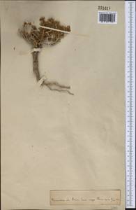 Krascheninnikovia ceratoides (L.) Gueldenst., Middle Asia, Pamir & Pamiro-Alai (M2) (Tajikistan)