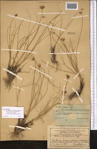 Allium kokanicum Regel, Middle Asia, Western Tian Shan & Karatau (M3) (Kazakhstan)