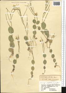 Plagioloba clavata (Boiss.) Khosravi & Eslami-Farouji, Middle Asia, Pamir & Pamiro-Alai (M2) (Kyrgyzstan)