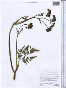 Conioselinum tataricum Hoffm., Middle Asia, Northern & Central Tian Shan (M4) (Kyrgyzstan)