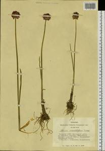 Allium atrosanguineum var. atrosanguineum, Siberia, Altai & Sayany Mountains (S2) (Russia)