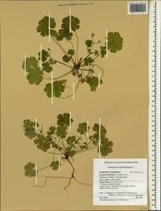 Geranium rotundifolium L., South Asia, South Asia (Asia outside ex-Soviet states and Mongolia) (ASIA) (Cyprus)