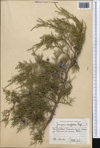 Juniperus semiglobosa Regel, Middle Asia, Western Tian Shan & Karatau (M3) (Kyrgyzstan)