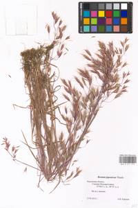 Bromus japonicus Houtt., Eastern Europe, Central region (E4) (Russia)