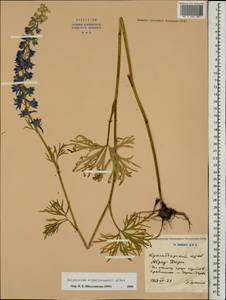 Delphinium schmalhausenii Albov, Caucasus, Black Sea Shore (from Novorossiysk to Adler) (K3) (Russia)