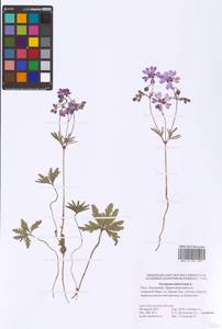 Geranium tuberosum L., Eastern Europe, Lower Volga region (E9) (Russia)