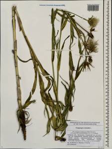 Tragopogon orientalis L., Eastern Europe, Middle Volga region (E8) (Russia)