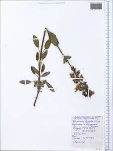 Salvia officinalis L., Crimea (KRYM) (Russia)