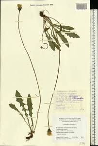 Leontodon hispidus L., Eastern Europe, Belarus (E3a) (Belarus)