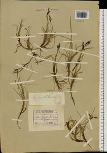 Carex rariflora (Wahlenb.) Sm., Eastern Europe, Northern region (E1) (Russia)