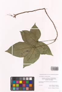 Toxicodendron orientale Greene, Siberia, Russian Far East (S6) (Russia)