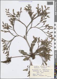 Goniolimon tataricum (L.) Boiss., Eastern Europe, Lower Volga region (E9) (Russia)