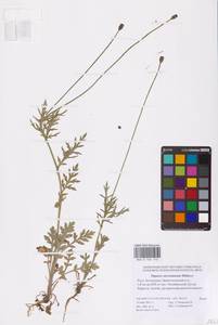 Papaver dubium subsp. stevenianum (Mikheev) Kubát & Šípošová, Eastern Europe, Lower Volga region (E9) (Russia)