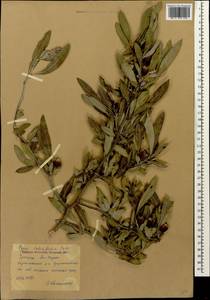 Pyrus salicifolia Pall., Caucasus, North Ossetia, Ingushetia & Chechnya (K1c) (Russia)