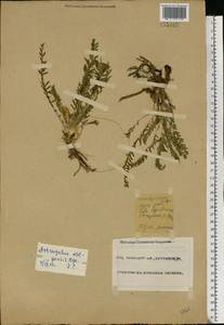 Astragalus wolgensis Bunge, Eastern Europe, Eastern region (E10) (Russia)