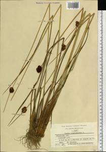 Juncus conglomeratus L., Eastern Europe, Central region (E4) (Russia)