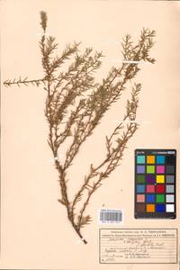 Juniperus communis L., Eastern Europe, Moscow region (E4a) (Russia)