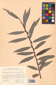 Salix kangensis Nakai, Siberia, Russian Far East (S6) (Russia)