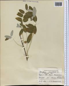 Elaeagnus angustifolia subsp. orientalis (L.) Soják, Middle Asia, Kopet Dag, Badkhyz, Small & Great Balkhan (M1) (Turkmenistan)