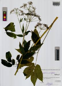 Aegopodium podagraria L., Siberia, Altai & Sayany Mountains (S2) (Russia)