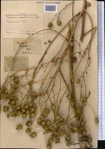 Arctium karatavicum (Regel & Schmalh.) Kuntze, Middle Asia, Western Tian Shan & Karatau (M3) (Kazakhstan)