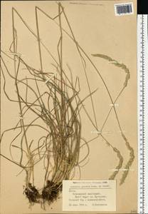 Koeleria pyramidata subsp. pyramidata, Eastern Europe, Lithuania (E2a) (Lithuania)