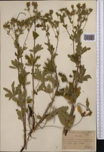 Potentilla pedata Willd., Middle Asia, Northern & Central Tian Shan (M4) (Kazakhstan)
