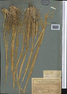 Piptatherum songaricum (Trin. & Rupr.) Roshev., Middle Asia, Western Tian Shan & Karatau (M3) (Uzbekistan)
