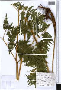 Pteridium aquilinum (L.) Kuhn, Africa (AFR) (Ethiopia)