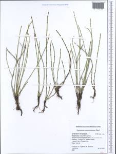 Equisetum ramosissimum Desf., Middle Asia, Northern & Central Tian Shan (M4) (Kyrgyzstan)
