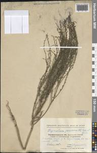 Thymelaea passerina (L.) Coss. & Germ., Eastern Europe, North Ukrainian region (E11) (Russia)
