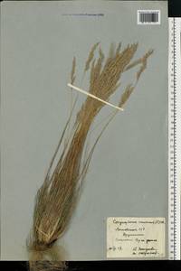 Corynephorus canescens (L.) P.Beauv., Eastern Europe, Lithuania (E2a) (Lithuania)