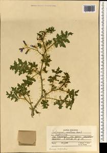 Solanum virginianum L., South Asia, South Asia (Asia outside ex-Soviet states and Mongolia) (ASIA) (Afghanistan)