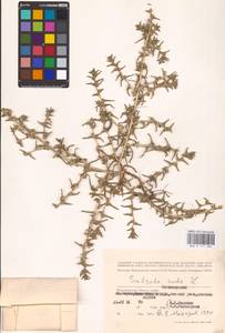 Soda inermis (Moench) Fourr., Eastern Europe, Lower Volga region (E9) (Russia)