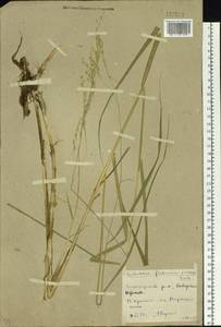 Scolochloa festucacea (Willd.) Link, Siberia, Western Siberia (S1) (Russia)