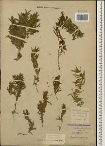 Gratiola officinalis L., Caucasus, Krasnodar Krai & Adygea (K1a) (Russia)