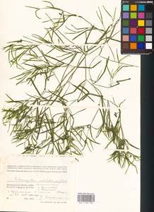 Potamogeton acutifolius Link ex Roem. & Schult., Eastern Europe, Lower Volga region (E9) (Russia)