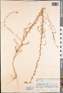 Bassia laniflora (S. G. Gmel.) A. J. Scott, Eastern Europe, North Ukrainian region (E11) (Ukraine)