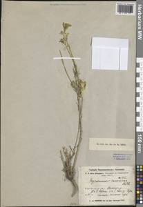 Erysimum diffusum Ehrh., Middle Asia, Western Tian Shan & Karatau (M3) (Kyrgyzstan)