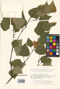 Betula pendula Roth, Siberia, Russian Far East (S6) (Russia)