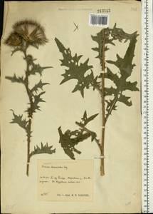Cirsium vulgare (Savi) Ten., Eastern Europe, Central region (E4) (Russia)
