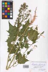 Chenopodiastrum hybridum (L.) S. Fuentes, Uotila & Borsch, Eastern Europe, South Ukrainian region (E12) (Ukraine)